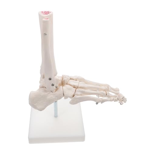 Anneome Lebensgroßes PVC Fußgelenkmodell Anatomisches Skelett Modell ohne Bänder Medizinisches Fußknochen Lehrmittel für Studium und Labor von Anneome