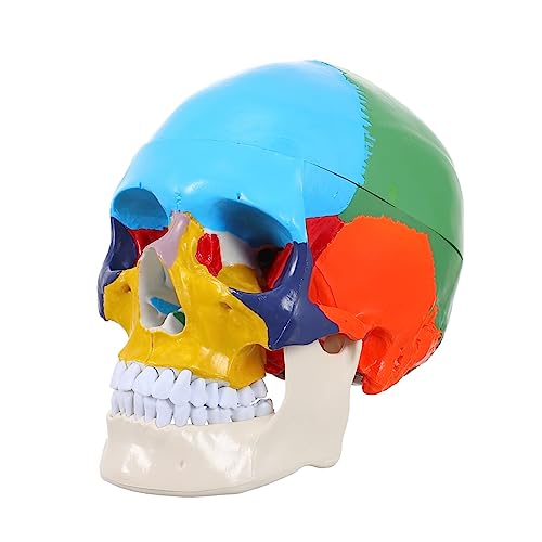 Anneome Medizinisches Anatomisches Schädelmodell Abnehmbares Design Lebensgroße Detaildarstellung Hochwertiges Material Für Effektives Lernen Für Medizinische Ausbildung von Anneome