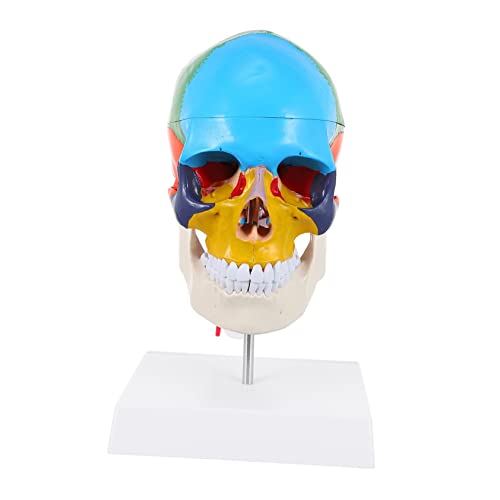 Anneome Medizinisches Anatomisches Schädelmodell aus PVC Farbiger Didaktischer Schädel für Anatomieunterricht Teile mit Farblich Differenzierten Bereichen Nackenwirbel Anneome Medizinisches Anatomisches Schädelmodell aus PVC Farbiger Didaktischer Schädel für Anatomieunterricht Teile mit Farblich Differenzierten Bereichen Nackenwirbel von Anneome