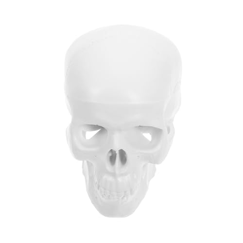 Anneome Kleiner Schädelmodell Anatomisches Schädelmodell Beweglicher Realistische Darstellung für Anatomieunterricht Weiß Anneome Kleiner Schädelmodell Anatomisches Schädelmodell Beweglicher Realistische Darstellung für Anatomieunterricht Weiß von Anneome