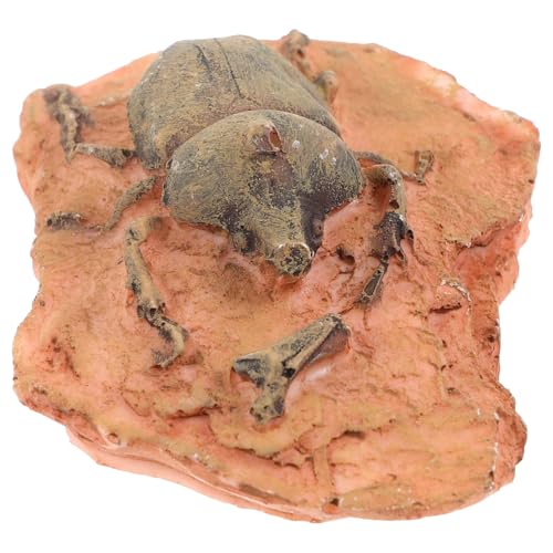 Anneome Paläontologische Insektenfossilien Dekoration für Unterricht und Sammlung Kompakt und Leicht aus Sicheren Materialien für Landschaftsdeko und von Anneome