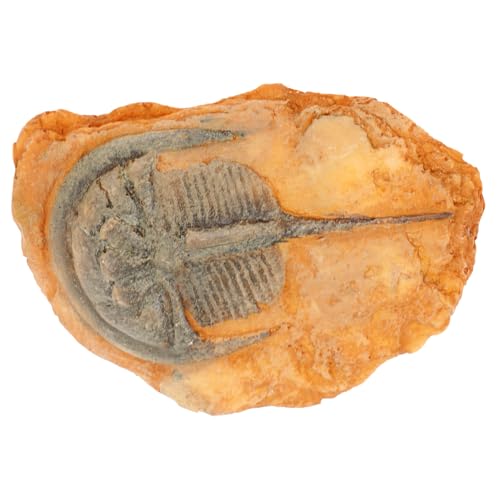 Anneome Paleontologisches Insektenexemplar Dekoratives Ornament für Sammlungen Lehrzwecke und für Wissenschaftsliebhaber und Anneome Paleontologisches Insektenexemplar Dekoratives Ornament für Sammlungen Lehrzwecke und für Wissenschaftsliebhaber und von Anneome