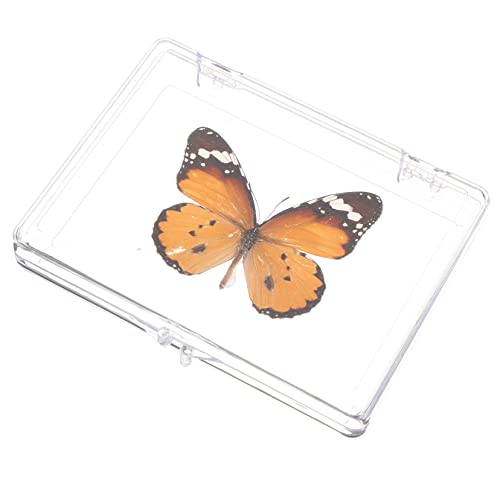 Anneome Schmetterlings-exemplar Musterdekor Ausstellen Schmetterlinge Schmetterling Dekorationen Probenständer Schmetterlingsmusterrahmen Exemplar Zum Aufhängen An Der Wand Plastik Anneome Schmetterlings-exemplar Musterdekor Ausstellen Schmetterlinge Schmetterling Dekorationen Probenständer Schmetterlingsmusterrahmen Exemplar Zum Aufhängen An Der Wand Plastik von Anneome