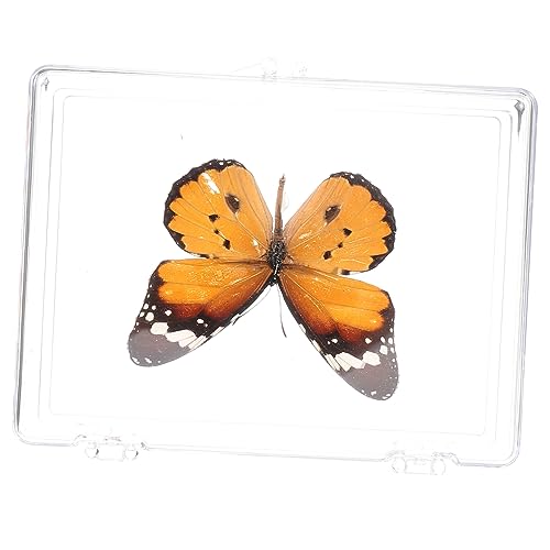 Anneome Schmetterlings-Exemplar Wandhängendes Schmetterlingsexemplar Lernspielzeug für Kinder insektenbox insekten box Ornament Ausstellungsregale Musterdekor ausstellen Wand Dekoration von Anneome