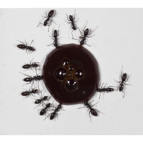 AntHouse 10ml Ameisen-Nektar - Protein Syrup for Queens Ants and Ants Colony AntHouse 10ml Ameisen-Nektar - Protein Syrup for Queens Ants and Ants Colony von AntHouse