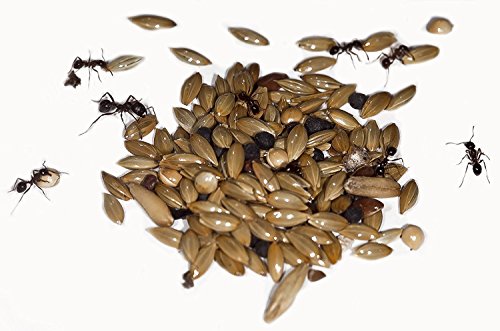 AntHouse 50g Type I Seed Mix for Granivorous Queens Ants and Ants Colony AntHouse 50g Type I Seed Mix for Granivorous Queens Ants and Ants Colony von AntHouse