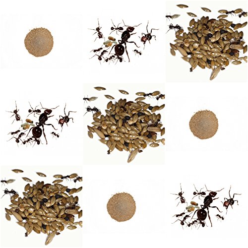 AntHouse Vollständiges Ersatz-Kit für Sand-Ameisenfarm - Ameisen mit Königin Free von AntHouse