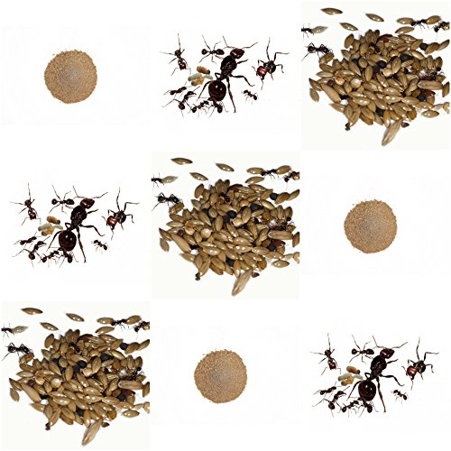 Vollständiges Ersatz-Kit für Sand-Ameisenfarm - Ameisen mit Königin Free Vollständiges Ersatz-Kit für Sand-Ameisenfarm - Ameisen mit Königin Free von AntHouse