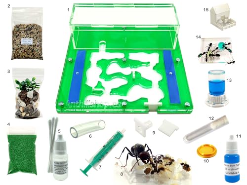 Ant Farm - Acryl Ameisenfarm 15x15x1,3 cm mit Deckel | Schaumstoff-Feuchtigkeitssystem | Free Ameisen enthalten von ANTHILLSHOP