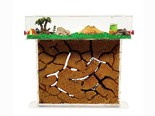 ANTHILLSHOP - Ameisenfarm T- Großer Sand (Acryl)【Ameisen kostenlos enthalten】 von ANTHILLSHOP