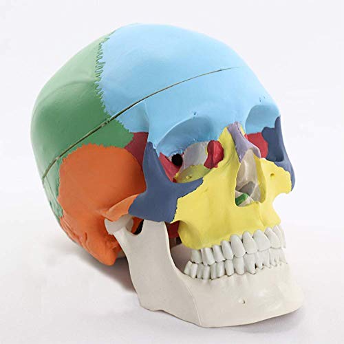 Abnehmbares bemaltes menschliches Schädelmodell, lebensgroßer Farbiger Kunststoffschädel mit Gehirn zur Demonstration der Kopfanatomie, wissenschaftliches Experiment, Lehrmodell, medizinische Mod von AnytoY