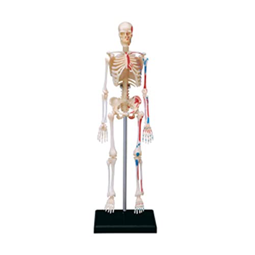 Apooke Mini Menschliches Skelettmodell mit abnehmbaren Armen und Beinen Ganzkörper Menschliches Skelettmodell für Ärzte Studenten & Studium von Apooke