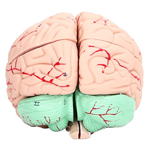 Aramox Menschliches Gehirnmodell für Fern -PVC -Material für, die für Schulstudien Geeignet Sind Aramox Menschliches Gehirnmodell für Fern -PVC -Material für, die für Schulstudien Geeignet Sind von Aramox