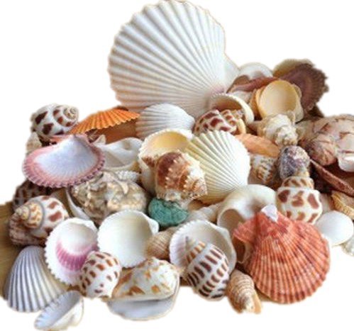 Ardisle Strandmuschel Mix, Muscheln für Basteln, Tischdekoration, Aquarium, Fischtank, klein und mittel von Ardisle