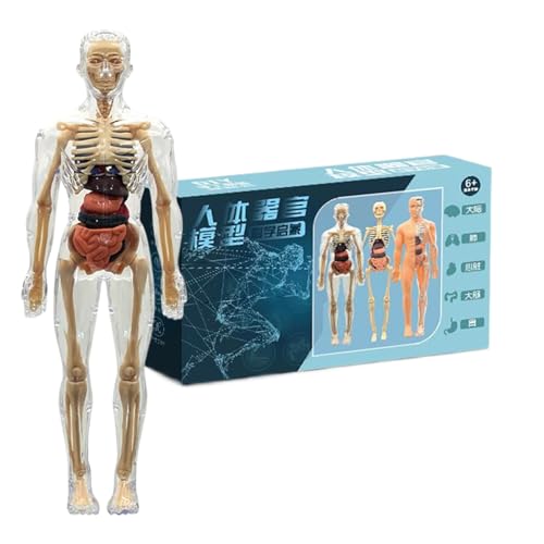 Arroopu Menschliche Anatomie für Kinder, interaktives 3D-Knochen-Set, pädagogische Werkzeuge für Jugendliche, Kinder, Teenager, Vorschule, Grundschule, Klassenzimmer, Lehrer, Heimschule von Arroopu