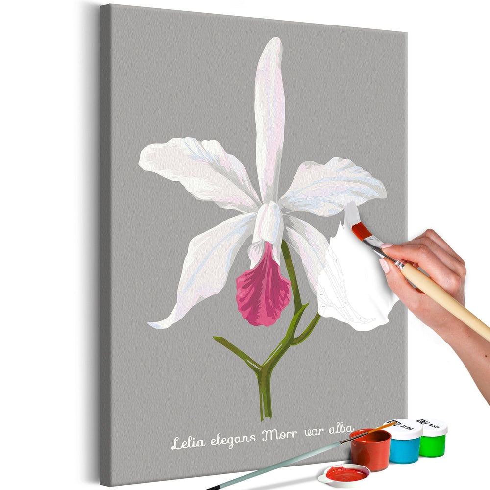 Malen nach Zahlen - Lelia elegans Malen nach Zahlen - Lelia elegans von Artgeist