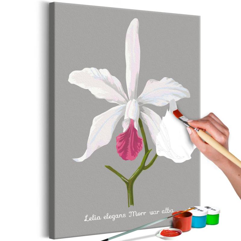 Malen nach Zahlen - Lelia elegans von Artgeist