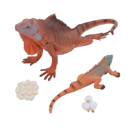 Asixxsix Iguana-Wachstums Zyklus, Realistische Figurine Lebenszyklus Kit Spielzeug Montessori, Life Cycle Science Kit, Desktop-Dekoration Bildungs Entwicklungs Spielzeug von Asixxsix