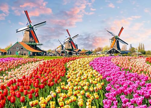 AveJoys Puzzle für Erwachsene 1000 Teile Windmühle Tulip 70 x 50 cm Puzzles für Erwachsene Pädagogisches Spiel Herausforderung Spielzeug 1000 Teile Puzzles für Erwachsene Kinder AveJoys Puzzle für Erwachsene 1000 Teile Windmühle Tulip 70 x 50 cm Puzzles für Erwachsene Pädagogisches Spiel Herausforderung Spielzeug 1000 Teile Puzzles für Erwachsene Kinder von AveJoys