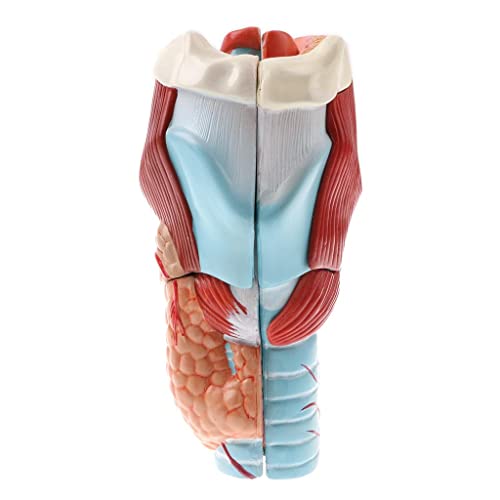 B Baosity Erweiterung 2X 5pcs Human Pharynx Und Larynx Model School Teaching Tool von B Baosity