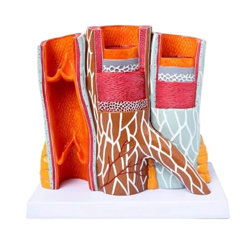 BALENFAY 14 x anatomisches Blutgefäßmodell, Anatomisches Modell der menschlichen Arterie, Herz-Kreislauf-Modell, arteriovenöses Herz-Kreislauf-Modell, anatomisches Gefäßmodell for den Unterricht BALENFAY 14 x anatomisches Blutgefäßmodell, Anatomisches Modell der menschlichen Arterie, Herz-Kreislauf-Modell, arteriovenöses Herz-Kreislauf-Modell, anatomisches Gefäßmodell for den Unterricht von BALENFAY