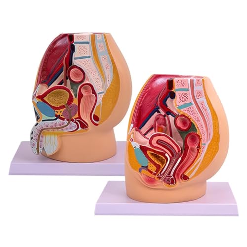 Modell der Beckenreproduktionsanatomie, Sagittalmodell des männlichen und weiblichen Beckens, Modell des medianen Sagittalschnitts des Urogenitalsystems, for medizinisches Studium und Lehre, enthält a Modell der Beckenreproduktionsanatomie, Sagittalmodell des männlichen und weiblichen Beckens, Modell des medianen Sagittalschnitts des Urogenitalsystems, for medizinisches Studium und Lehre, enthält a von BALENFAY