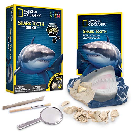 Bandai NGSHARK National Geographic – Ausgrabungsset – 3 versteinerte Haifischzähne zum Ausgraben – Bildungs- und Wissenschaftsspiel – STEM – JM00604 von National Geographic