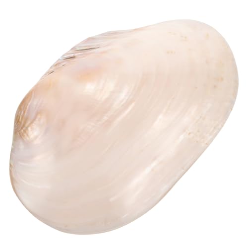 BAZEITFLOW Große Natürliche Muscheldekoration Doppelseitig Polierte Clam Shell Aquarium Schmuck Fischbecken Ornament Vielseitig Verwendbar für Stilvolle Aquarienlandschaft BAZEITFLOW Große Natürliche Muscheldekoration Doppelseitig Polierte Clam Shell Aquarium Schmuck Fischbecken Ornament Vielseitig Verwendbar für Stilvolle Aquarienlandschaft von BAZEITFLOW