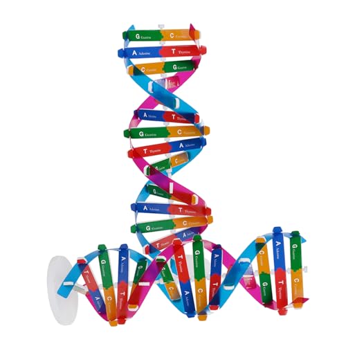BCOATH 2 Stück DNA Modell Doppelhelix Bausatz Genetik Unterrichtsmodell Biologie Lehrmittel für Schüler Wissenschaftliches Lernspielzeug für Experimente und Anatomie von BCOATH