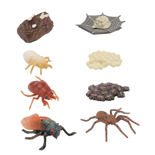 BCOATH 2Sätze Insektenmodelle Simuliertes Tierlebenszyklus für Lernspielzeug Kreativität und Verständnis für Jungen von BCOATH