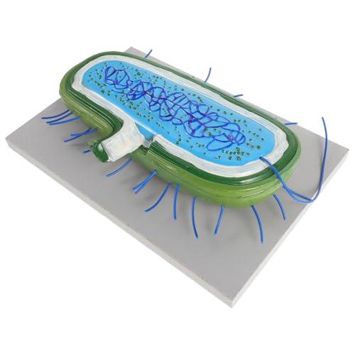 BCOATH Zellmodelle Für Den Biologieunterricht Detailliertes Anzeigemodell 3D-Modell BCOATH Zellmodelle Für Den Biologieunterricht Detailliertes Anzeigemodell 3D-Modell von BCOATH