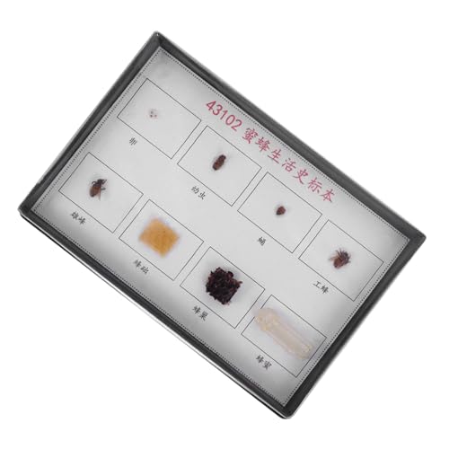 BCOATH Lehrreiches Bienen lebenszykluspräparat Realistisches Wissenschaftsmodell für Klassenzimmer Detailgetreue Darstellung Aller Entwicklungsstadien für Biologieunterricht und BCOATH Lehrreiches Bienen lebenszykluspräparat Realistisches Wissenschaftsmodell für Klassenzimmer Detailgetreue Darstellung Aller Entwicklungsstadien für Biologieunterricht und von BCOATH