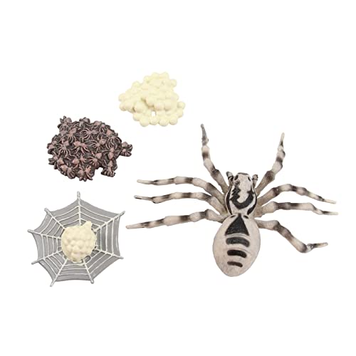 BCOATH Spinne Marienkäfer Biene Spinne Lebenszyklus Modelle Simulation Tier Ornamente Für Vorschulische Pädagogisches Spielzeug von BCOATH
