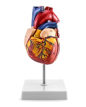 Menschliches Herzmodell Scientific Menschliches Herz Modell für Anatomie 2-Teilige Lebensgröße Herzmodelle mit mit 34 Anatomischen Markierungen und PVC Basis für Schulunterricht von BEAUTYBIGBANG