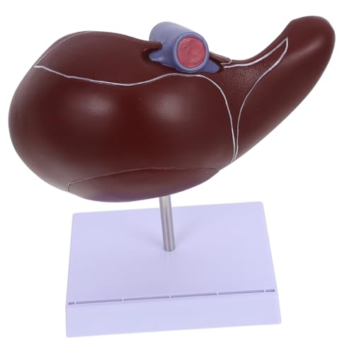 BELLIFFY Anatomisches Lebermodell mit Sockel Menschliches Leber-modell für Medizinische Lehre Detailgetreues Display Robustes Lehrinstrument für Anatomieunterricht und Studium von BELLIFFY