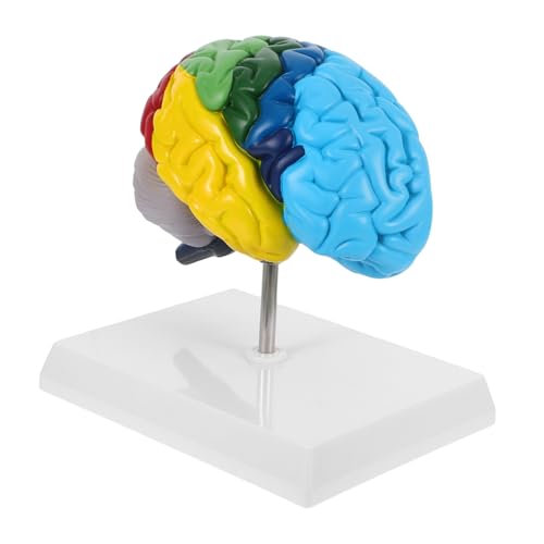 BELLIFFY Gehirnmodell Lehrmodell der menschlichen Anatomie medizinisches Lehrmodell medizinisches Lehrmittel Wissenschaftliches für Anatomiemodelle für Medizinstudenten PVC BELLIFFY Gehirnmodell Lehrmodell der menschlichen Anatomie medizinisches Lehrmodell medizinisches Lehrmittel Wissenschaftliches für Anatomiemodelle für Medizinstudenten PVC von BELLIFFY