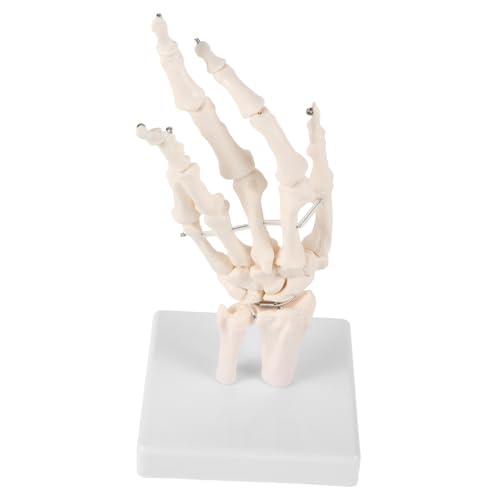 BELLIFFY Handknochengelenkmodell, Labormodellbasis, Menschliche Hand, Anatomische Modelle, Laborhandskelettmodelle, Wissenschaftliches Werkzeug, Laborwerkzeug, Handknochenmodell, BELLIFFY Handknochengelenkmodell, Labormodellbasis, Menschliche Hand, Anatomische Modelle, Laborhandskelettmodelle, Wissenschaftliches Werkzeug, Laborwerkzeug, Handknochenmodell, von BELLIFFY
