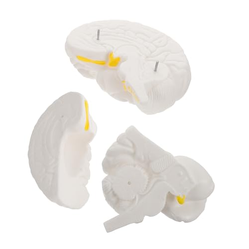 BELLIFFY Hirnanatomie -Lehrmodell menschliche Anatomie Neurologisches Gehirnmodell Hirnfigurmodell Lehrmodell des menschlichen Gehirns Körperteilmodell anatomisches Schaumodell PVC Weiß BELLIFFY Hirnanatomie -Lehrmodell menschliche Anatomie Neurologisches Gehirnmodell Hirnfigurmodell Lehrmodell des menschlichen Gehirns Körperteilmodell anatomisches Schaumodell PVC Weiß von BELLIFFY