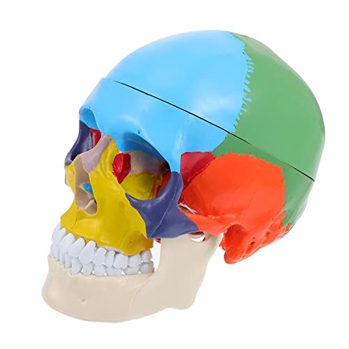 BELLIFFY Lehrreiches Menschliches Schädelmodell Anatomisches Modell Für Medizinische Präsentationen Detailgetreues Display Schädelmodell Zur Unterstützung Des Unterrichts Anatomie BELLIFFY Lehrreiches Menschliches Schädelmodell Anatomisches Modell Für Medizinische Präsentationen Detailgetreues Display Schädelmodell Zur Unterstützung Des Unterrichts Anatomie von BELLIFFY