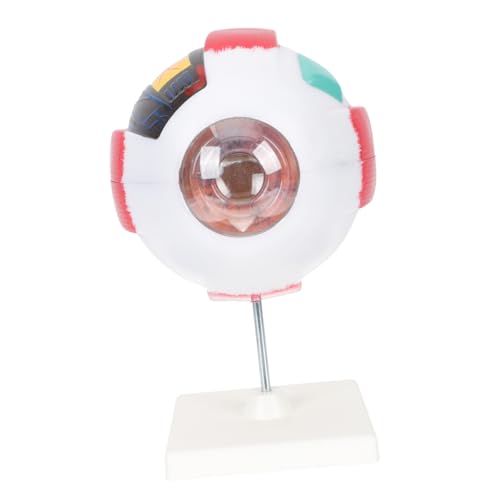 BELLIFFY Modell Vergrößert Abnehmbares Anatomisches Modell Des Menschlichen Medizinisches Lehrmittel für Unterricht Demonstrationen Langlebig aus Hochwertigem BELLIFFY Modell Vergrößert Abnehmbares Anatomisches Modell Des Menschlichen Medizinisches Lehrmittel für Unterricht Demonstrationen Langlebig aus Hochwertigem von BELLIFFY