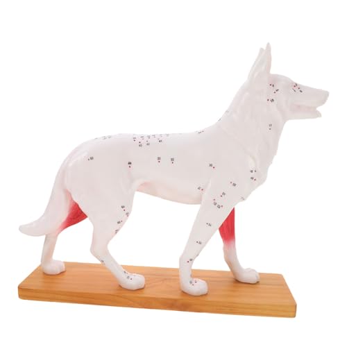 BELLIFFY Sehr Detailliertes Hunde-punktmodell Tiertrainingsgerät Für Tierärzte BELLIFFY Sehr Detailliertes Hunde-punktmodell Tiertrainingsgerät Für Tierärzte von BELLIFFY
