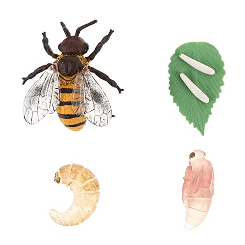 BESPORTBLE 1Satz Künstliches Insektenmodell Honigbiene Lebenszyklus für Pädagogisches Lernmaterial für Schulprojekte Kognitive Entwicklung und Biologische Erkenntnisse Sicher und Langlebig BESPORTBLE 1Satz Künstliches Insektenmodell Honigbiene Lebenszyklus für Pädagogisches Lernmaterial für Schulprojekte Kognitive Entwicklung und Biologische Erkenntnisse Sicher und Langlebig von BESPORTBLE