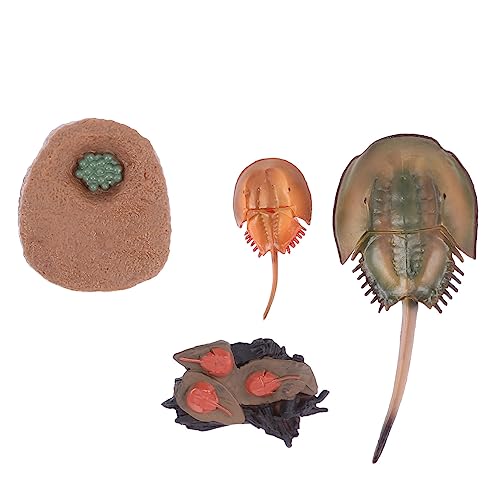 BESPORTBLE 1Satz Lustiges Tiermodell Für Hufeisenkrabbe Lernspielzeug Aus Pädagogisches Handwerk Für Kognitiven Entwicklung Chic Kinderspielzeug BESPORTBLE 1Satz Lustiges Tiermodell Für Hufeisenkrabbe Lernspielzeug Aus Pädagogisches Handwerk Für Kognitiven Entwicklung Chic Kinderspielzeug von BESPORTBLE