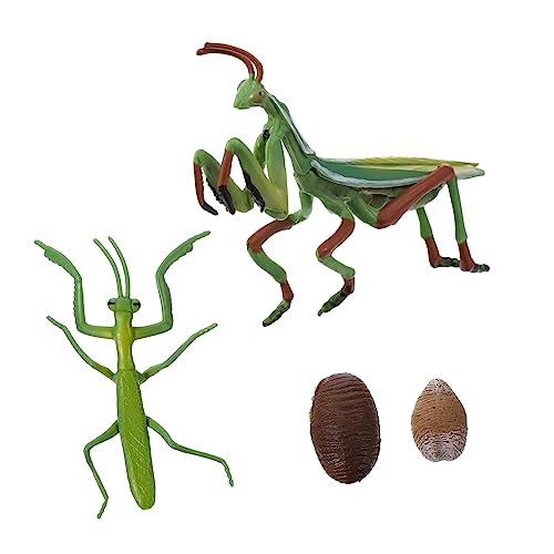 BESPORTBLE 1Satz Mantis Wachstumszyklus Figur Pädagogisches Für Veranschaulichung des Lebenszyklus Der Gottesanbeterin Aus Hochwertigem Für Unterricht Und Kreative BESPORTBLE 1Satz Mantis Wachstumszyklus Figur Pädagogisches Für Veranschaulichung des Lebenszyklus Der Gottesanbeterin Aus Hochwertigem Für Unterricht Und Kreative von BESPORTBLE