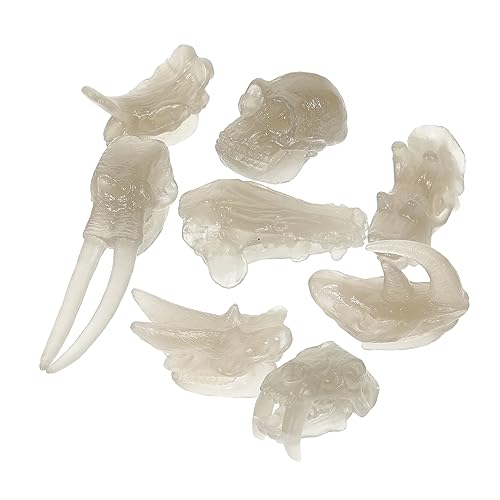 BESPORTBLE 1Satz Nachtleuchtender Dinosaurierschädel Dinosaurierknochen Modell Fossilienspielzeug Für Dinosaurier Dekoration Lernspielzeug Für Kleine Dino Fans von BESPORTBLE