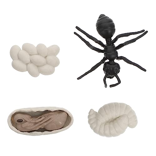 BESPORTBLE 1Satz Simulation Insektenspielzeug Ameisen Wachstumszyklus Modell Für Frühpädagogik Und Lernspiele Interaktives Insekten Evolution Modell von BESPORTBLE