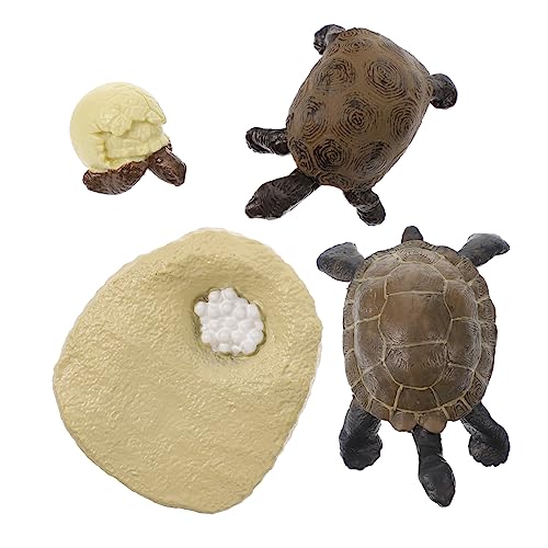 BESPORTBLE 1Satz Simulierte Schildkröten Wachstumszyklen Modelle Kognitives Für Tierwachstumsstufen Lernspielzeug Dekorative Schildkrötenfiguren von BESPORTBLE