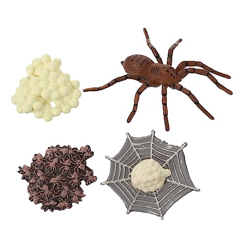 BESPORTBLE 1Satz Spinnenwachstumszyklus Modell Tiermodell Für Lehrmittel Zur Lebenszyklus Darstellung Von Spinnen Pädagogisches Insektenmodell Für Frühkindliche Bildung von BESPORTBLE