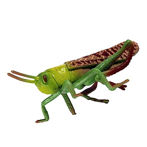BESPORTBLE 1Stk Heuschrecken-Tiermodell für draußen für kinderspielzeug kinderknallzeug Tierfigur- spielzeuge Kognitives Modell Ornament Plastik Green von BESPORTBLE