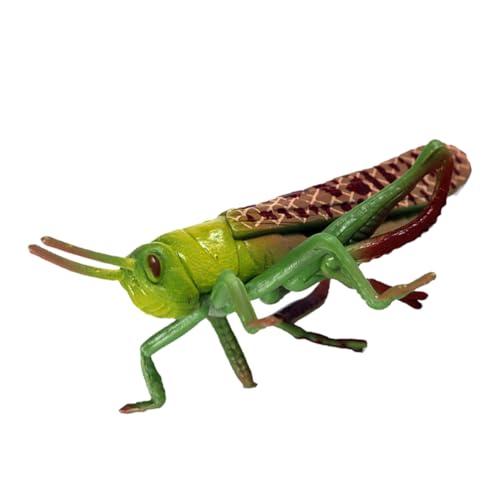 BESPORTBLE 1Stk Heuschrecken-Tiermodell für kinderspielzeug Tier-Modellspielzeug Toys für draußen spielzeuge Kognitives Modell Ornament Plastik Green von BESPORTBLE